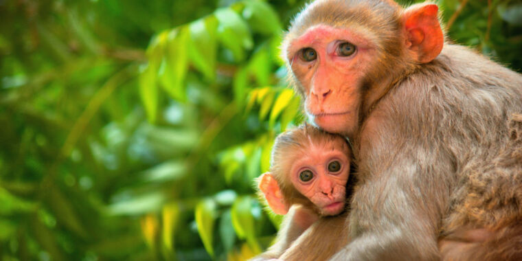 macaque parent child