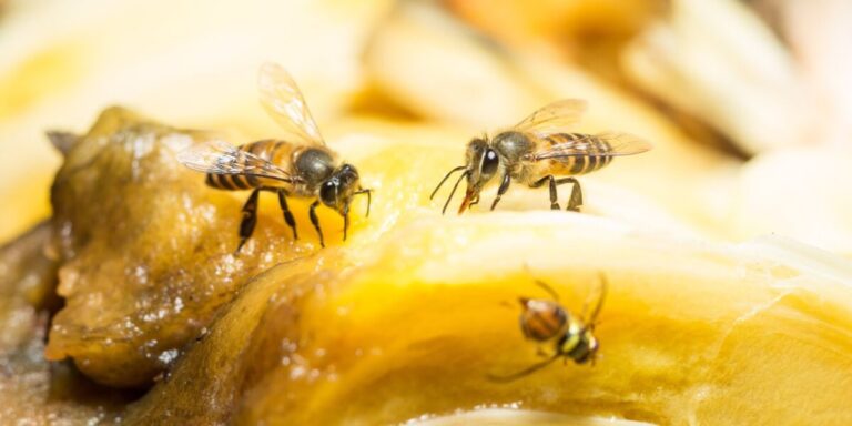 fruit flies featured shutterstock 295319183
