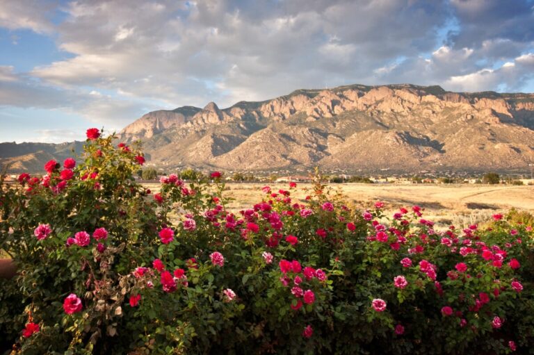 new mexico
