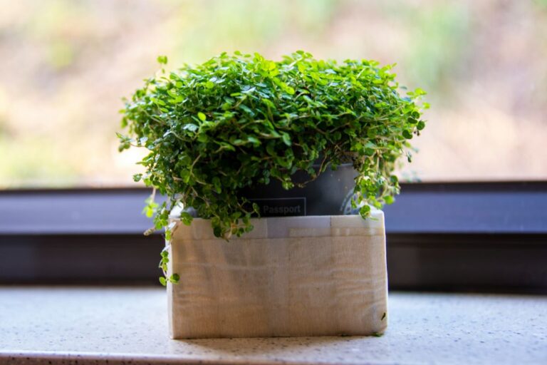 small plant in window